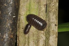 Circoniscus ornatus
