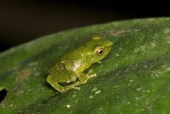 Pristimantis acuminatus