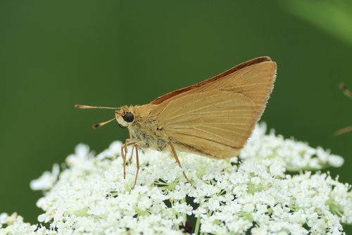 Rare Skipper photo 3