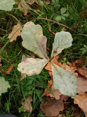 Quercus robur