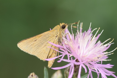 Rare Skipper photo 2