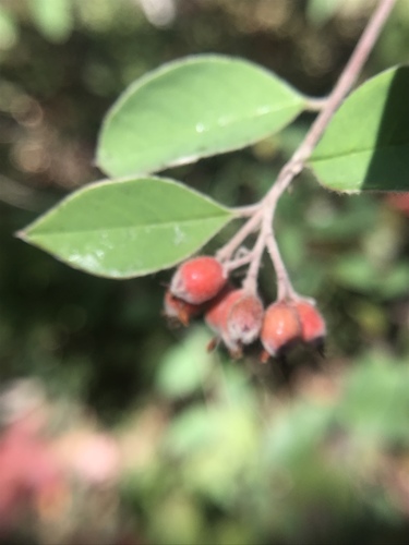 Cotoneaster pannosus