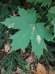 Acer platanoides