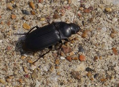 Harpalus caliginosus