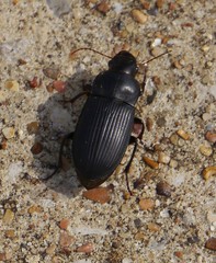 Harpalus caliginosus