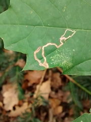 Stigmella aceris