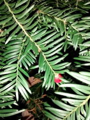 Taxus baccata