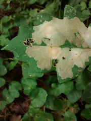 Tischeria ekebladella