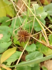 Geum urbanum