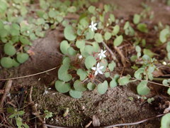 Crassula dentata