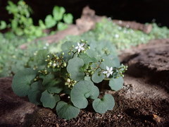 Crassula dentata