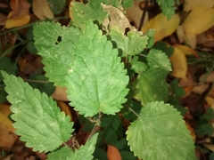 Urtica dioica