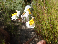 Disa flexuosa