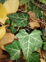 Hedera helix