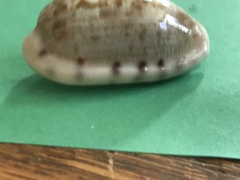 Talostolida teres