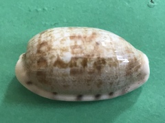 Talostolida teres