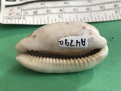 Talostolida teres