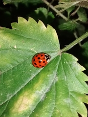 Harmonia axyridis