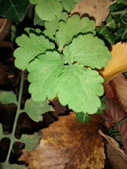 Chelidonium majus