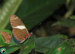 Heliconius sara