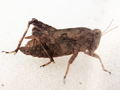 Tetrix tenuicornis