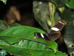 Heliconius sara