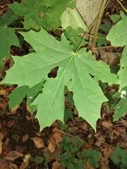 Acer platanoides