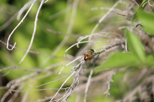 Unknown species found near Owyhee County, ID, USA