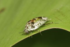 Plectoptera