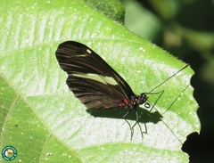 Heliconius sara