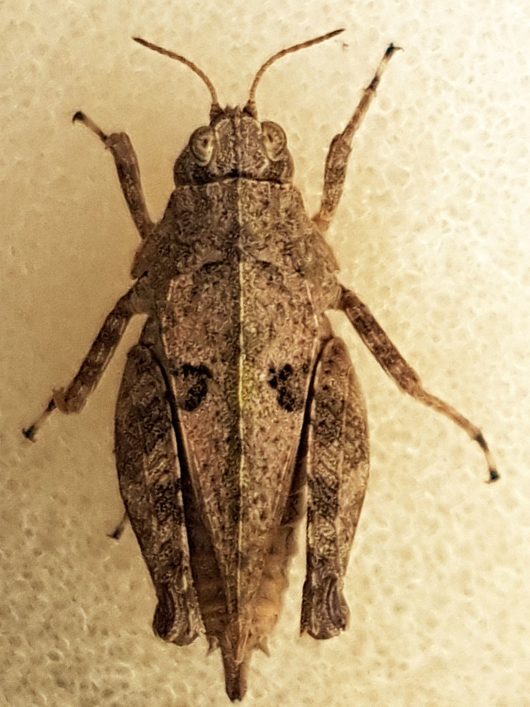 Long-horned Groundhopper