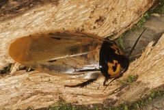 Eublaberus marajoara