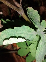 Erysiphe macleayae