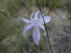 Moraea gracilenta