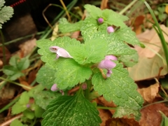 Lamium purpureum