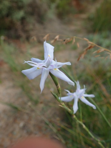 Delicate Tulp (Moraea gracilenta)