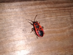 Pyrrhocoris apterus
