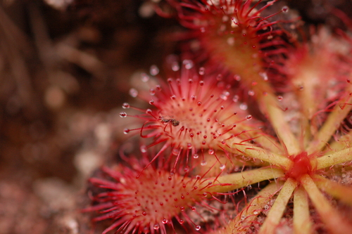 Drosera hirtella (Drosera hirtella)