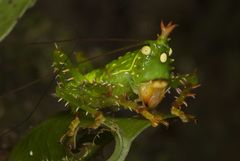 Panacanthus cuspidatus