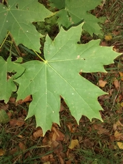 Acer platanoides