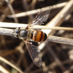 Betasyrphus adligatus