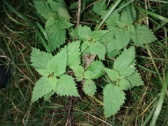 Urtica dioica