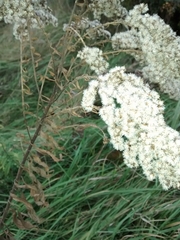 Solidago canadensis