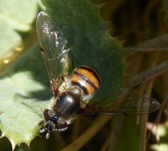 Betasyrphus adligatus