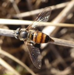 Betasyrphus adligatus