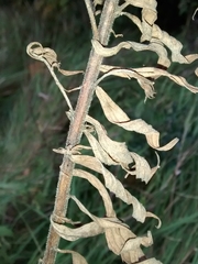 Solidago canadensis