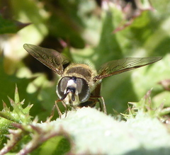 Betasyrphus adligatus