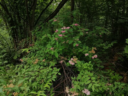 Наблюдение на iNaturalist
