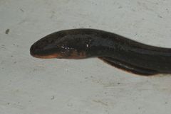 Electric Eel photo 5