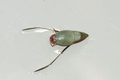 Notonectinae